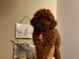 Aşılı Pasaportlu ToyPoodle Bebeklerimiz