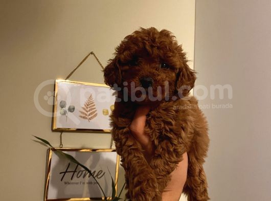 Aşılı Pasaportlu Toypoodle Bebeklerimiz