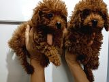 Kore Toy Poodle Yavrularımız