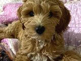 3 Aylik Erkek Maltipoo Yavrumuz Yeni Yuvasini Ariyor