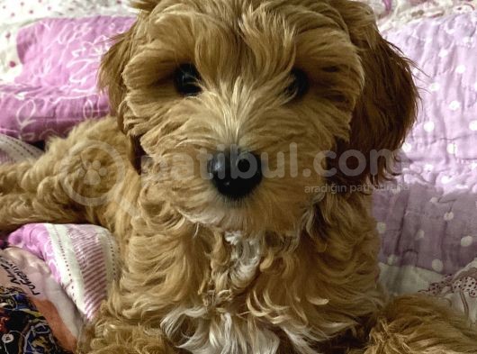3 Aylik Erkek Maltipoo Yavrumuz Yeni Yuvasini Ariyor görsel