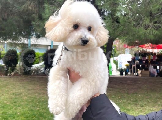Aşılı Pasaportlu Toypoodle Bebeklerimiz görsel