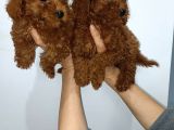 Kore Toy Poodle Yavrularımız