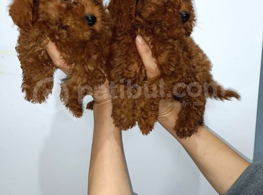 Kore Toy Poodle Yavrularımız görsel
