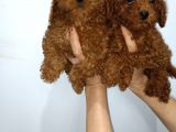 Kore Toy Poodle Yavrularımız