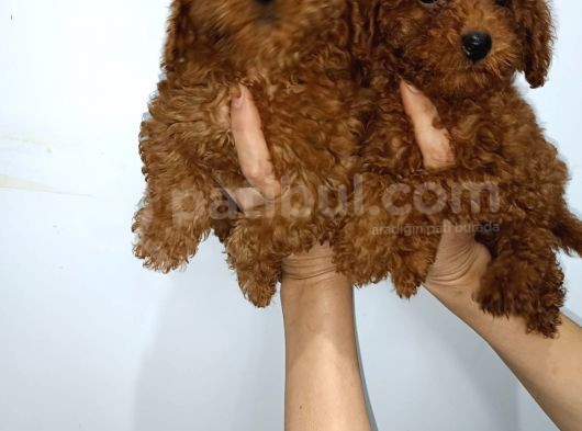 Kore Toy Poodle Yavrularımız görsel