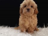 Teacup Maltipoo Yavrularımız