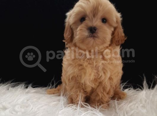 Teacup Maltipoo Yavrularımız görsel