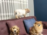 3 Aylik Erkek Maltipoo Yavrumuz Yeni Yuvasini Ariyor