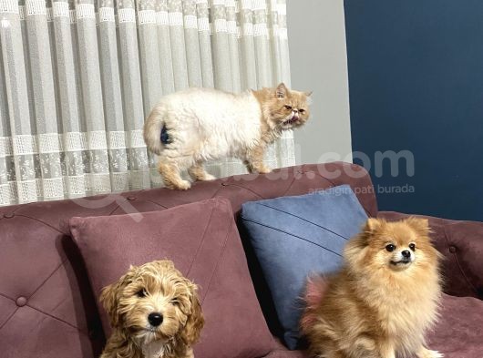 3 Aylik Erkek Maltipoo Yavrumuz Yeni Yuvasini Ariyor görsel