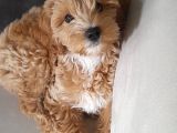 3 Aylik Erkek Maltipoo Yavrumuz Yeni Yuvasini Ariyor