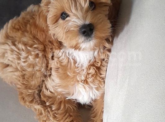 3 Aylik Erkek Maltipoo Yavrumuz Yeni Yuvasini Ariyor görsel