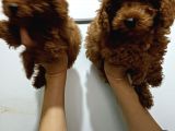 Kore Toy Poodle Yavrularımız