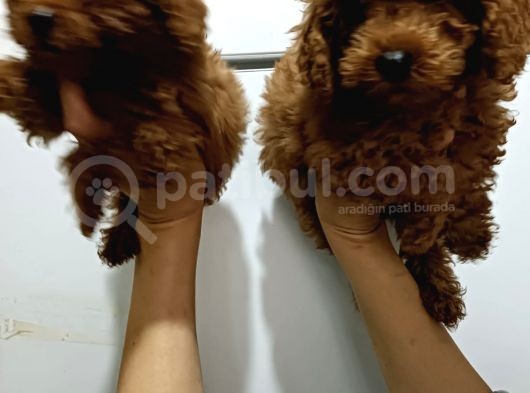 Kore Toy Poodle Yavrularımız görsel