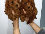 Kore Toy Poodle Yavrularımız