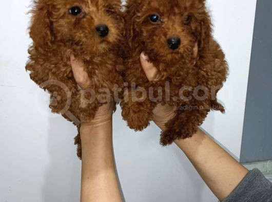 Kore Toy Poodle Yavrularımız görsel
