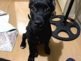 4 Aylık Erkek Cane Corso