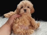 Teacup Maltipoo Yavrularımız