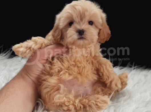 Teacup Maltipoo Yavrularımız görsel