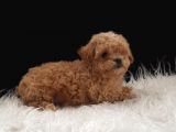 Teacup Maltipoo Yavrularımız