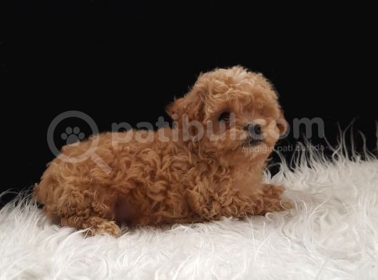 Teacup Maltipoo Yavrularımız görsel