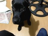 4 Aylık Erkek Cane Corso