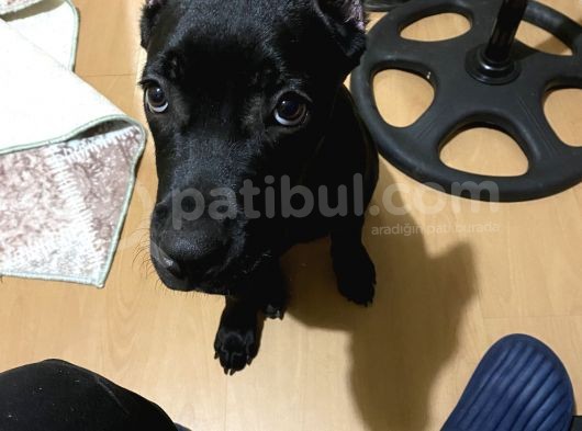 4 Aylık Erkek Cane Corso görsel