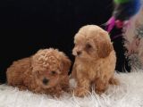 Teacup Maltipoo Yavrularımız