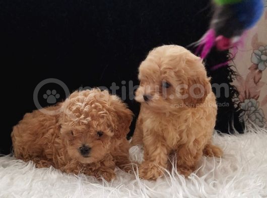 Teacup Maltipoo Yavrularımız görsel
