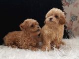 Teacup Maltipoo Yavrularımız