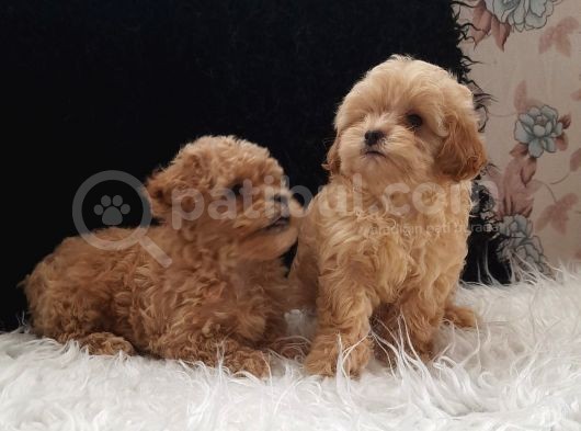 Teacup Maltipoo Yavrularımız görsel