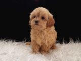 Teacup Maltipoo Yavrularımız