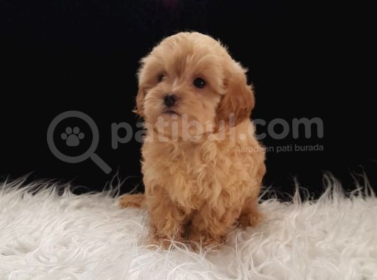 Teacup Maltipoo Yavrularımız görsel