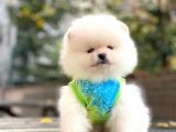Pomeranian Boo Kar Beyaz Erkek