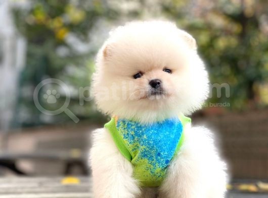 Pomeranian Boo Kar Beyaz Erkek görsel