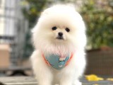 Pomeranian Boo Kar Beyaz Erkek