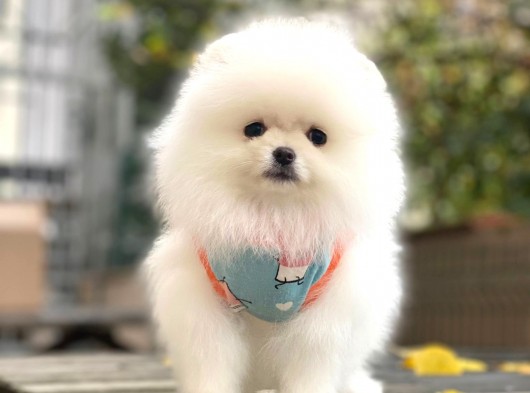 Pomeranian Boo Kar Beyaz Erkek görsel