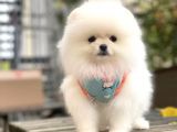 Pomeranian Boo Kar Beyaz Erkek