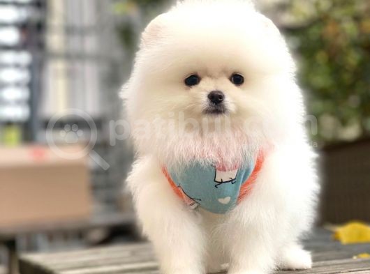 Pomeranian Boo Kar Beyaz Erkek görsel