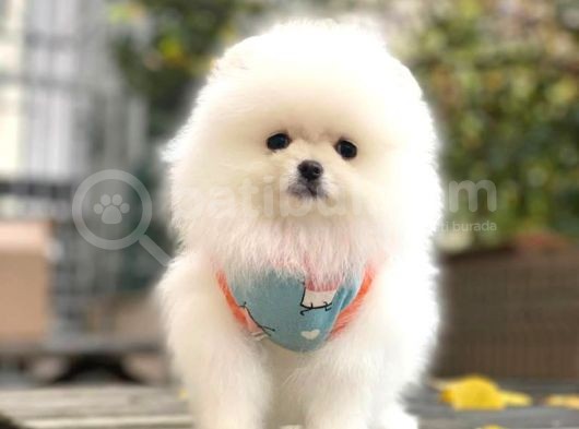 Pomeranian Boo Kar Beyaz Erkek görsel