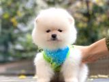 Pomeranian Boo Kar Beyaz Erkek