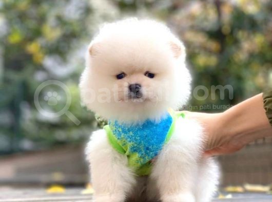 Pomeranian Boo Kar Beyaz Erkek