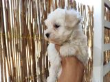 Tea Cup Maltese Terrier Bebeklerimiz