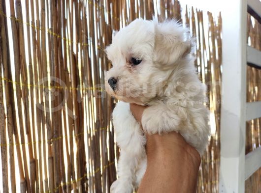 Tea Cup Maltese Terrier Bebeklerimiz görsel