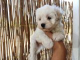 Tea Cup Maltese Terrier Bebeklerimiz