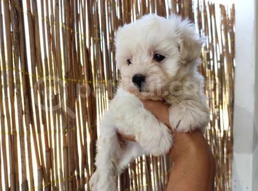 Tea Cup Maltese Terrier Bebeklerimiz görsel