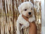 Tea Cup Maltese Terrier Bebeklerimiz