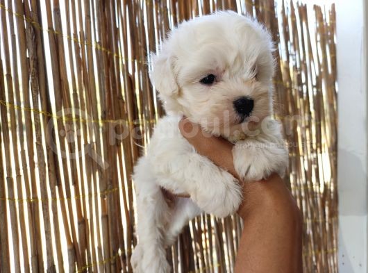 Tea Cup Maltese Terrier Bebeklerimiz görsel