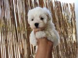 Tea Cup Maltese Terrier Bebeklerimiz