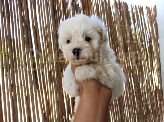 Tea Cup Maltese Terrier Bebeklerimiz görsel